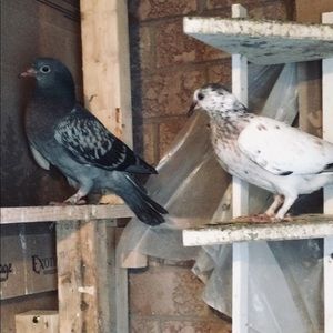 Sibling Pigeons For Sale